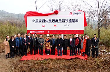 汉森制药首个道地药材基地落户昭通